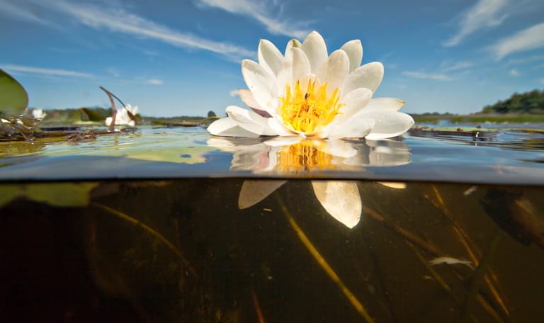 Witte waterlelie