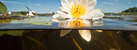 Witte waterlelie