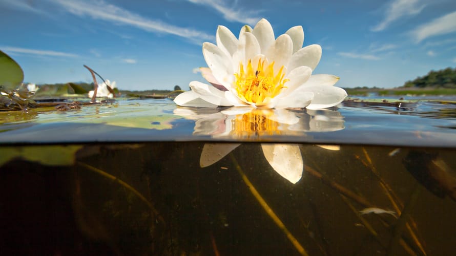 Witte waterlelie
