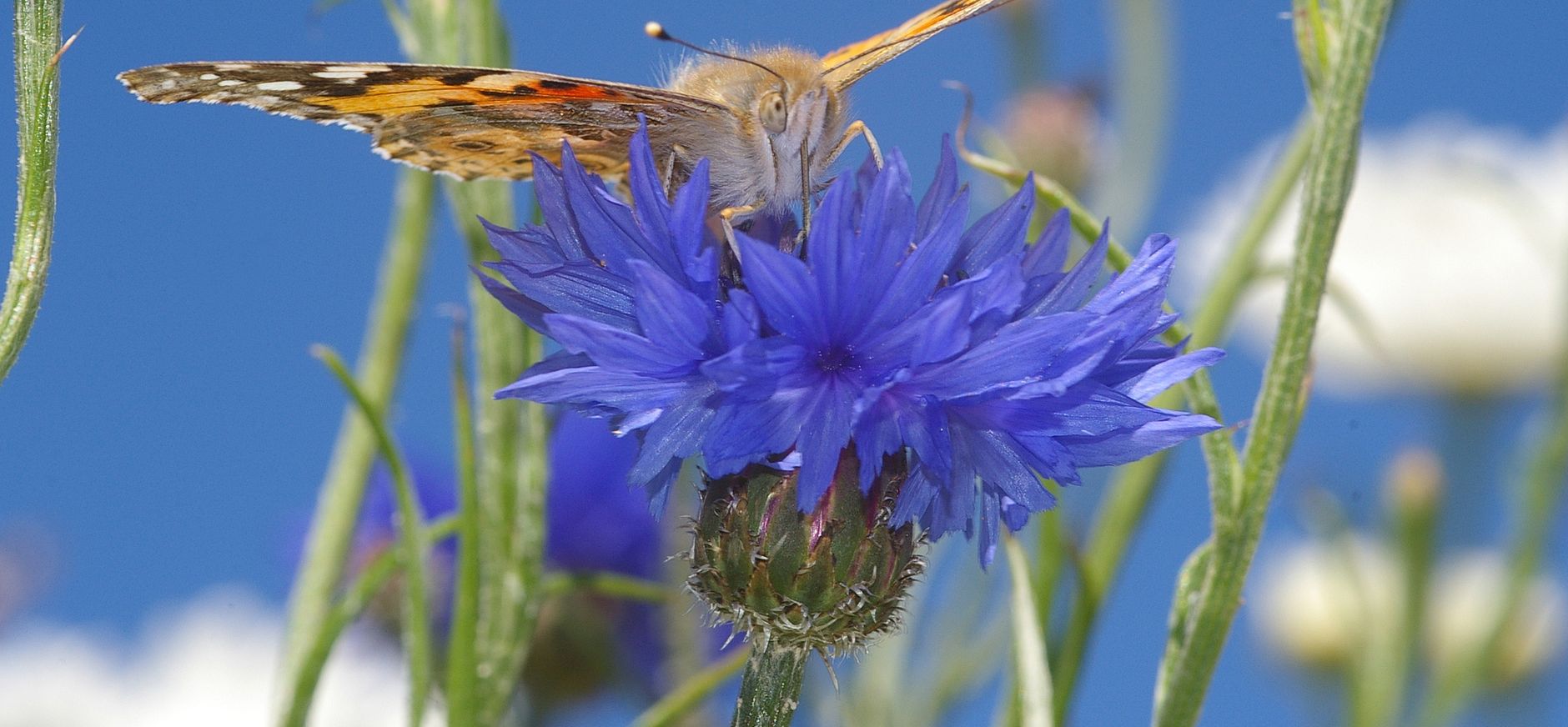 Distelvlinder op een korenbloem Distelvlinder op een korenbloem