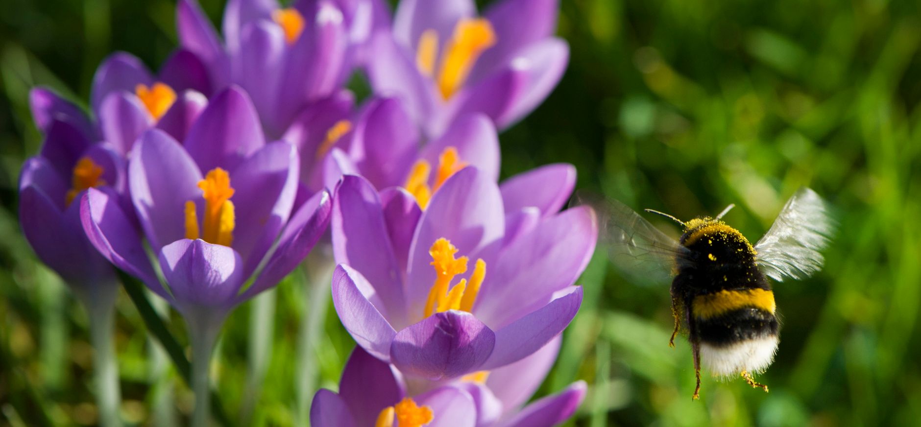 bloembollen planten