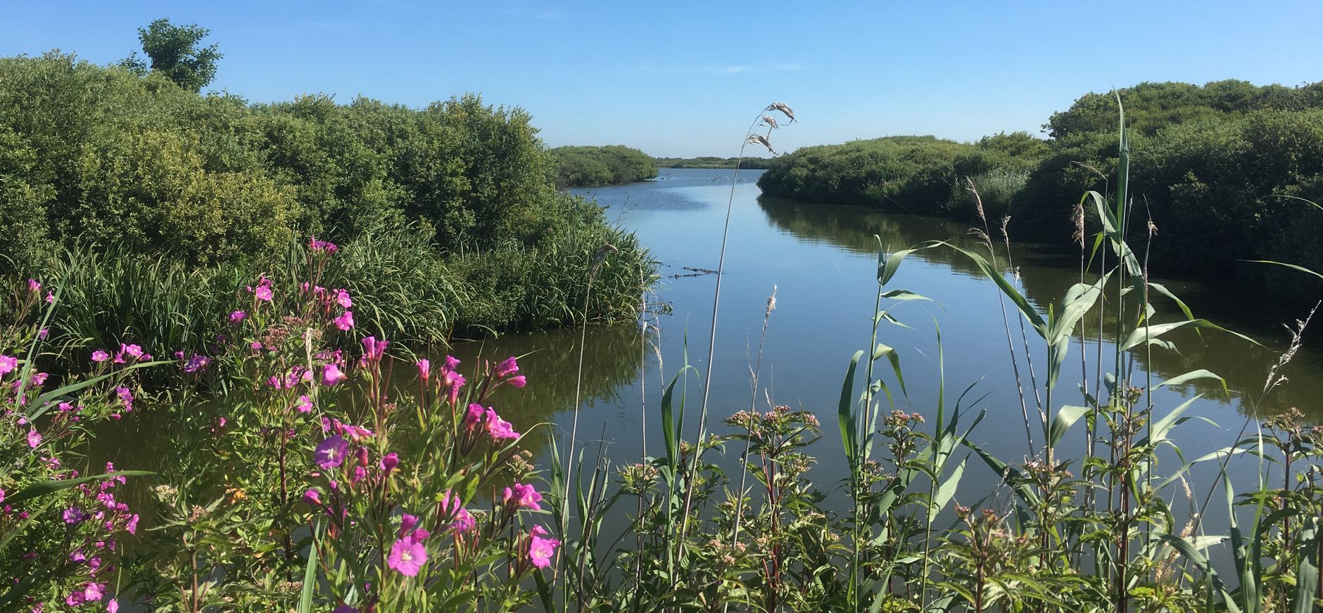 Zwanenwater in de zomer met bloemen op voorgrond