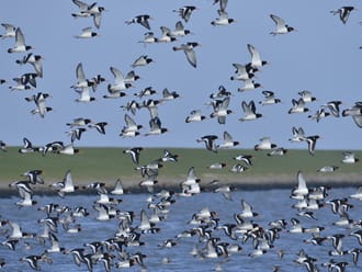 Scholeksters op het wad bij Schiermonnikoog