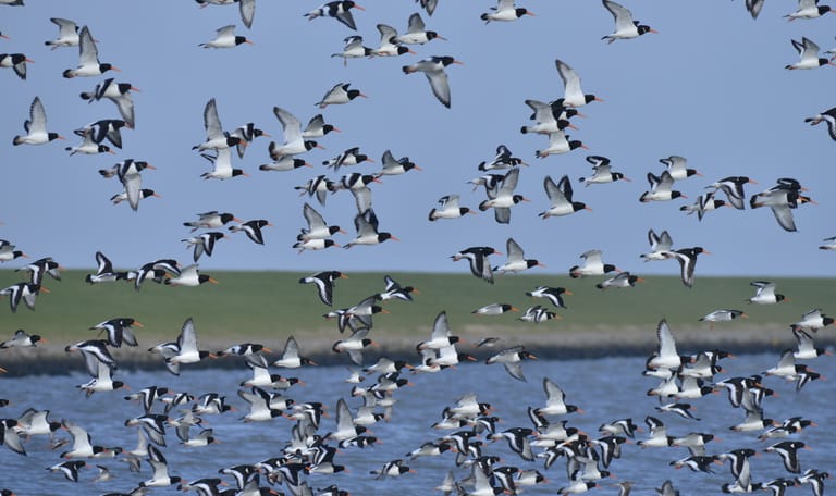 Scholeksters op het wad bij Schiermonnikoog