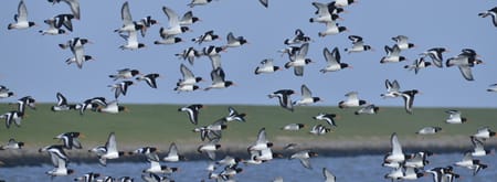 Scholeksters op het wad bij Schiermonnikoog