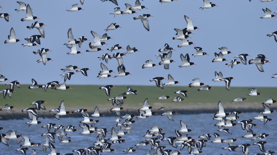 Scholeksters op het wad bij Schiermonnikoog