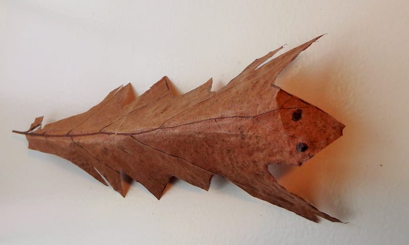 Bladerbeest maken - OERRR