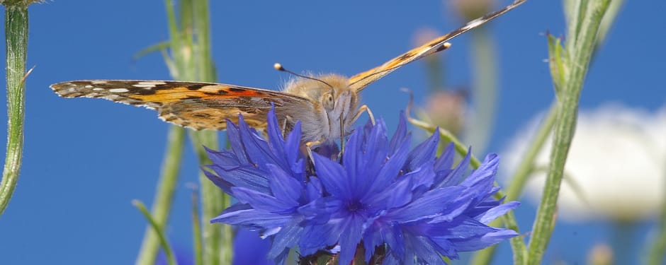 Distelvlinder op een korenbloem