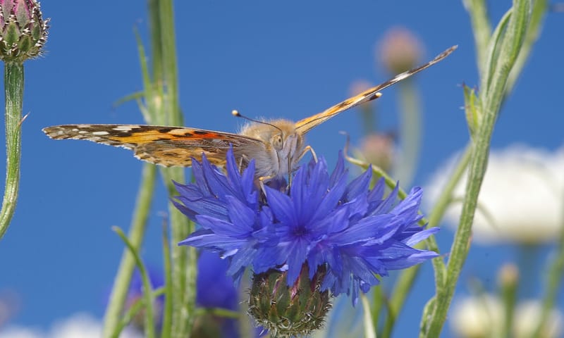 Distelvlinder op een korenbloem Distelvlinder op een korenbloem