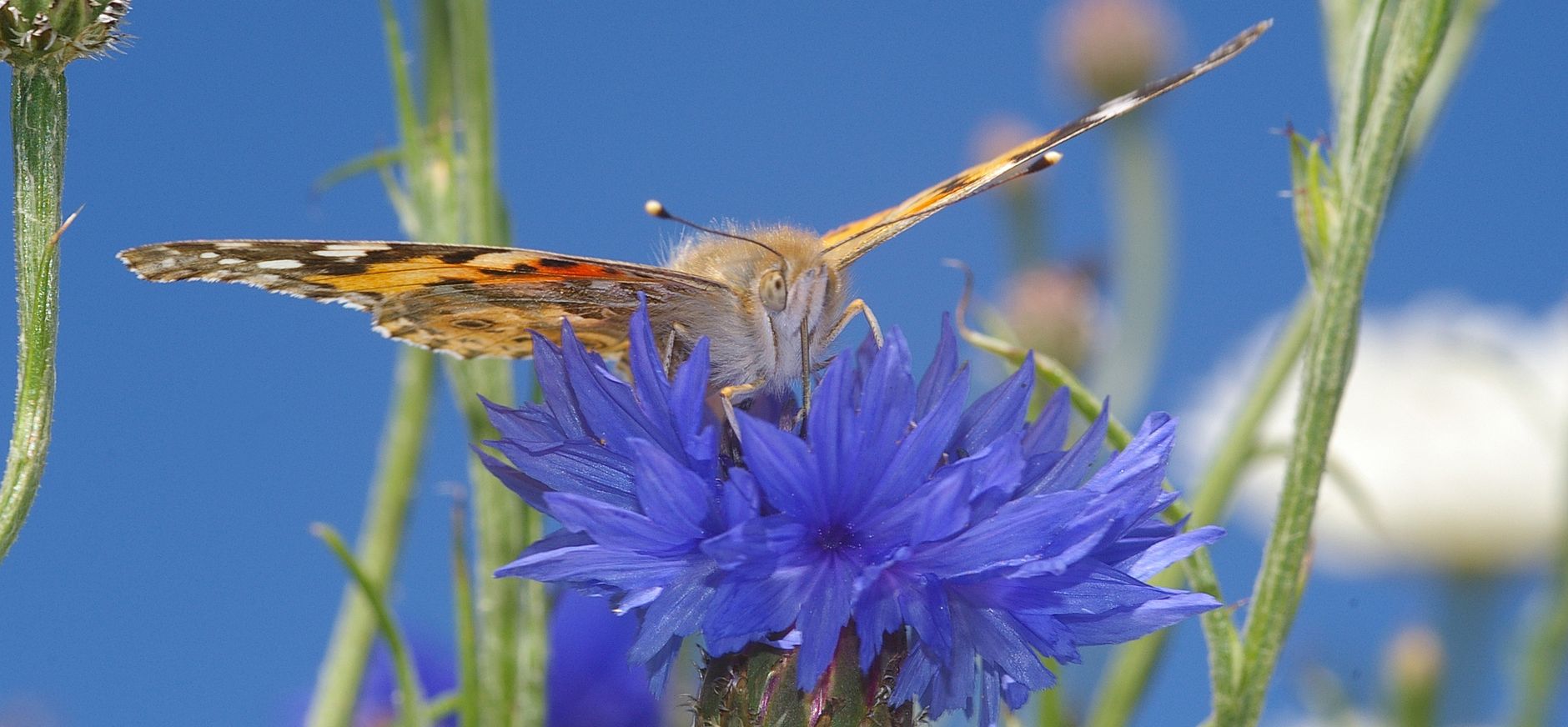 Distelvlinder op een korenbloem Distelvlinder op een korenbloem