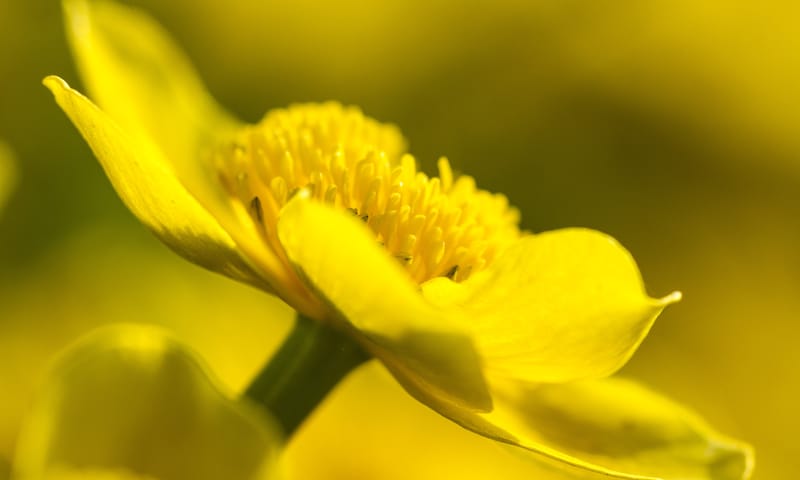 Dotterbloem