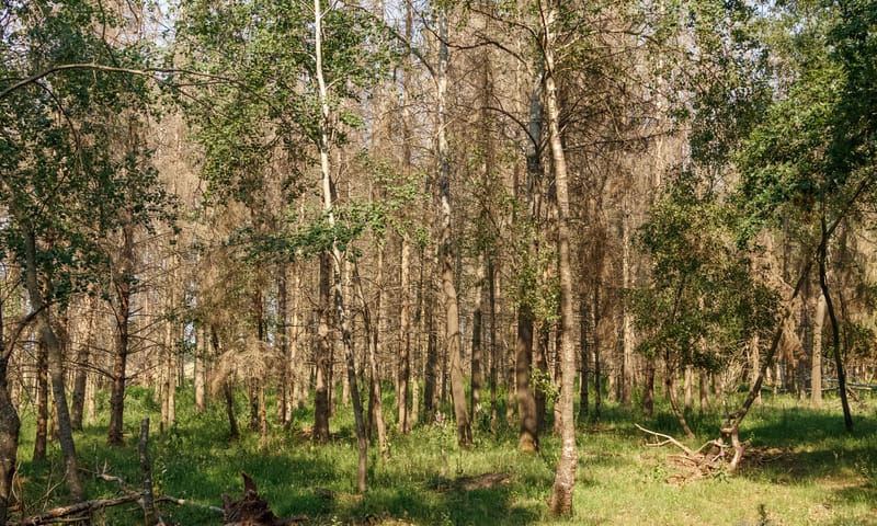 Droogte in het bos