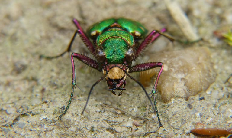 Groene zandloopkever