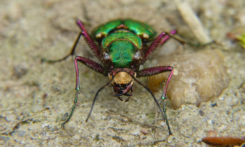 Groene zandloopkever