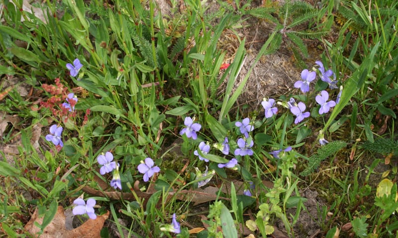 Hondsviooltje op 't Waliën