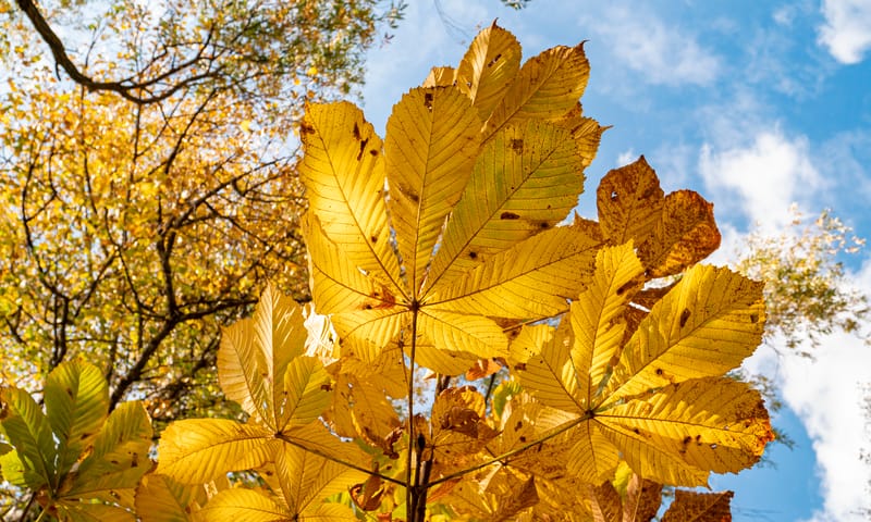 Blad van de kastanje