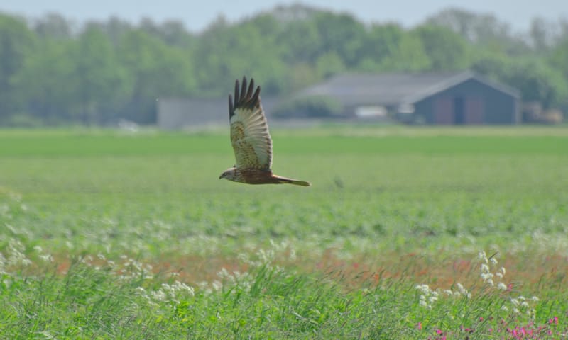 Bruine kiekendief