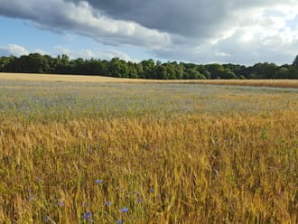 Bloeiende akker Loenense Enk 