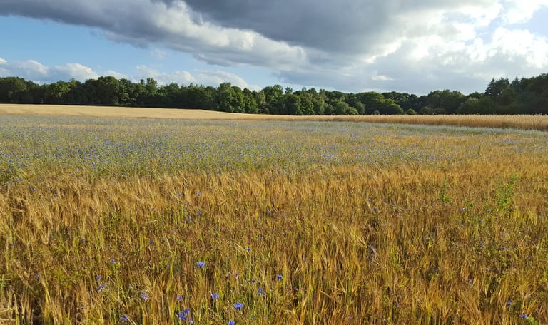 Bloeiende akker Loenense Enk 