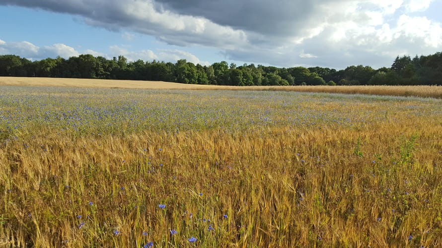 Bloeiende akker Loenense Enk 