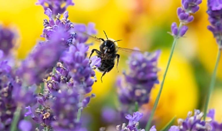 Een vliegend insect op paarse bloemen