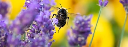 Een vliegend insect op paarse bloemen