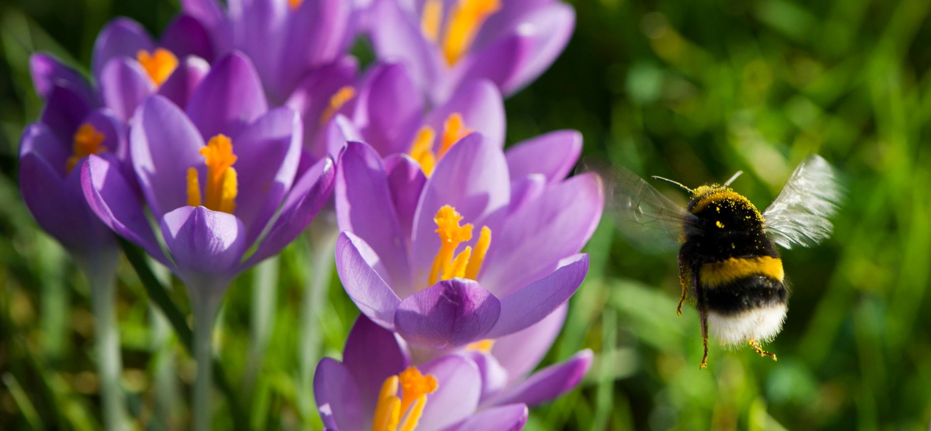 bloembollen planten