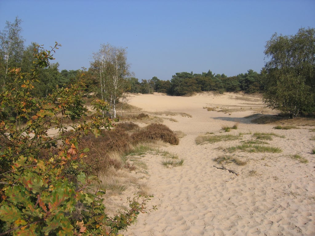 Kleurige herfstwandeling door de Loonse en Drunense Duinen
