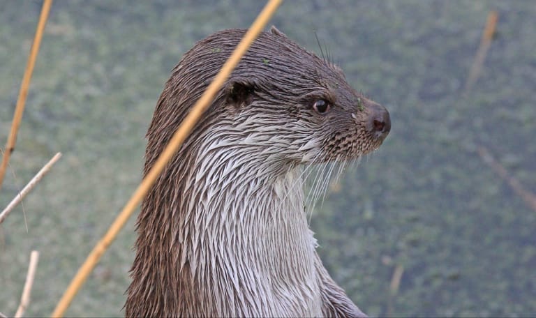 Otters in Nederland