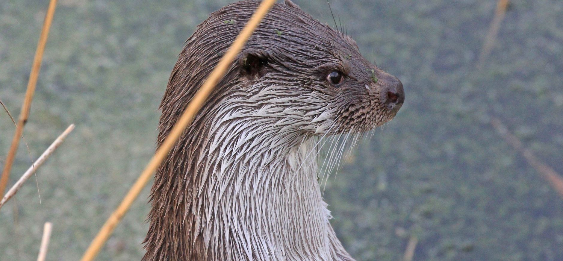 Otters in Nederland