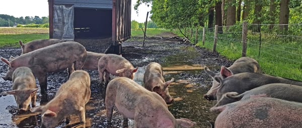 Varkens wroeten in de wei