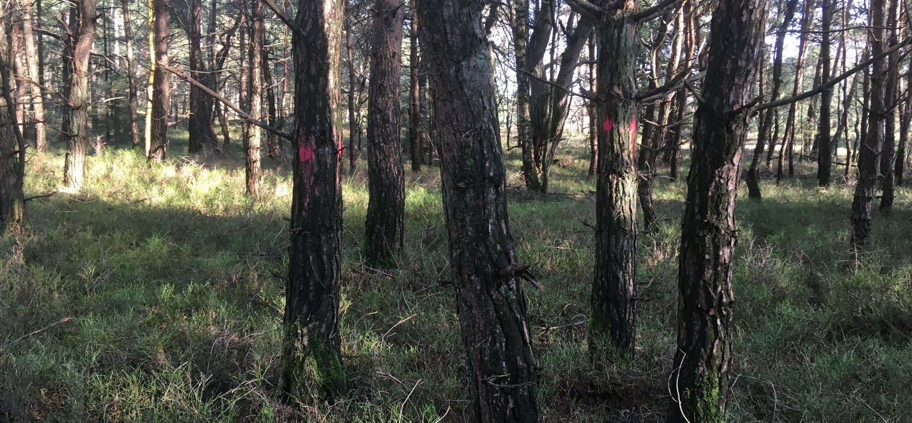 Naaldbos van de Reeënberg 