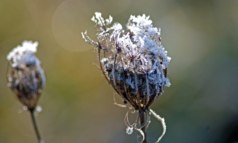 Uitgebloeide wilde peen