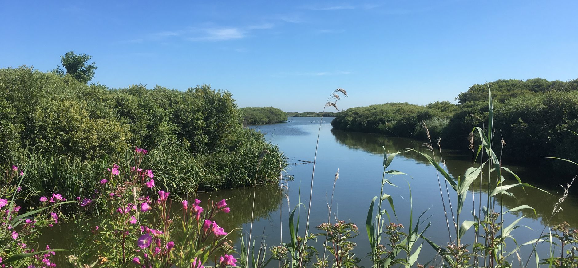 Zwanenwater in de zomer met bloemen op voorgrond