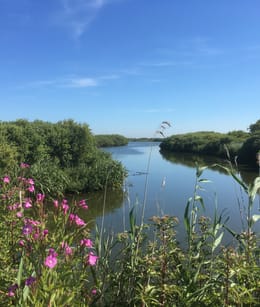 Zwanenwater in de zomer met bloemen op voorgrond