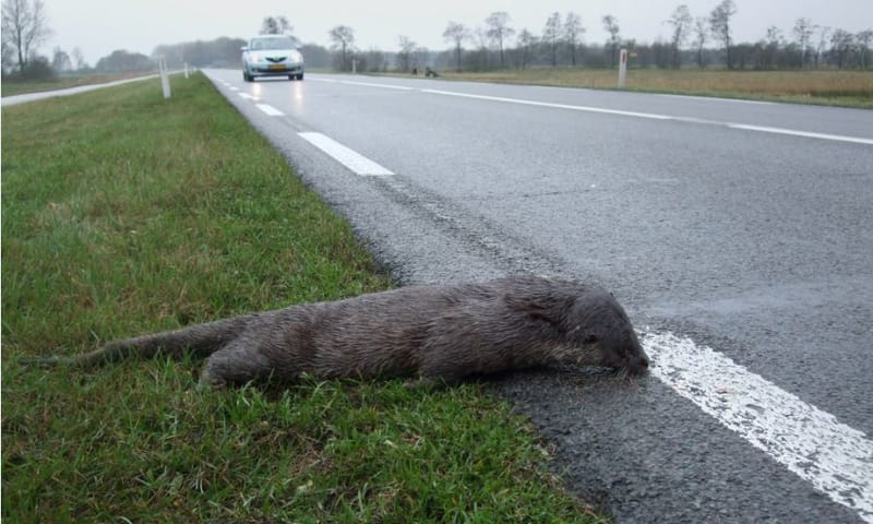 Doodgereden otter
