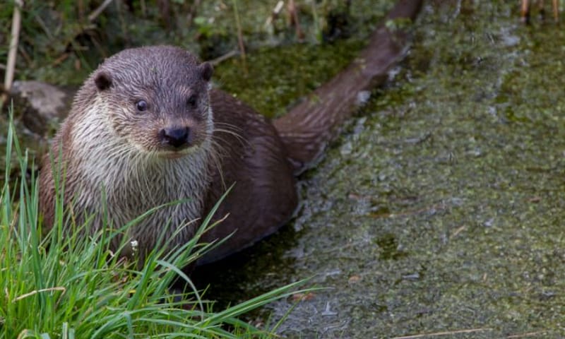 Otter in water