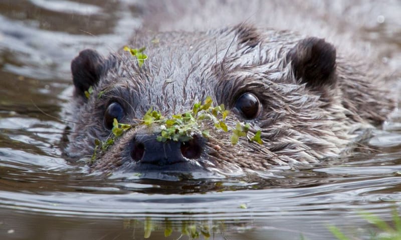 Zwemmende otter