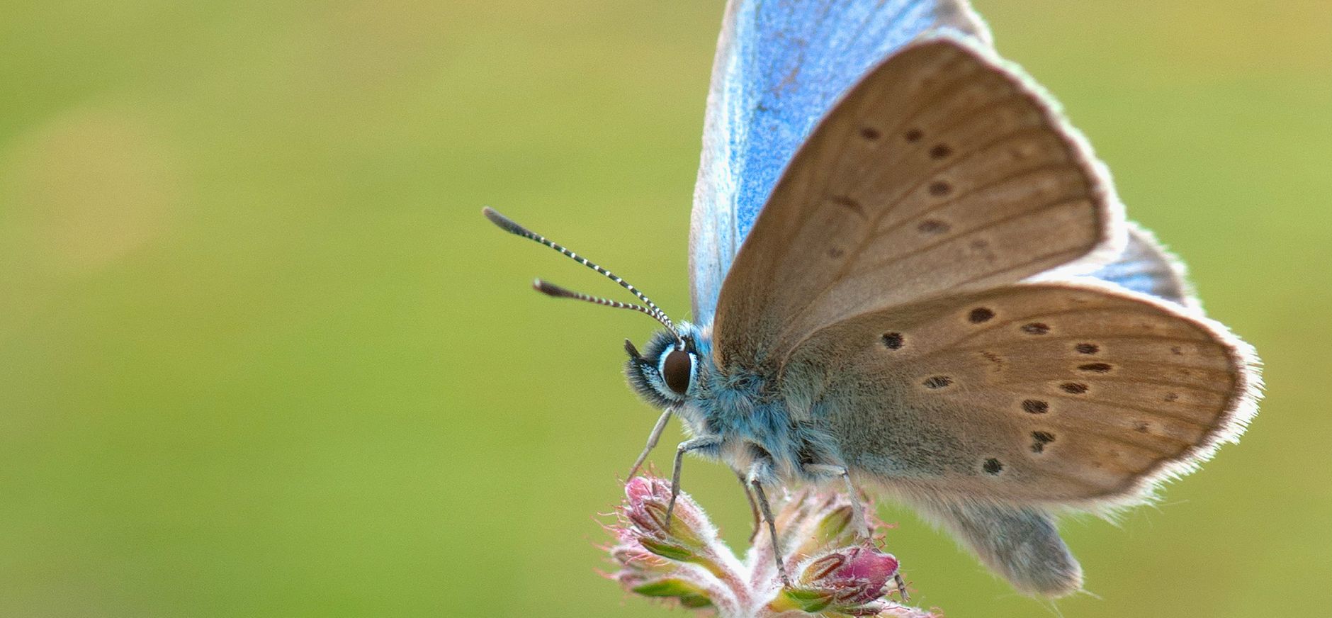 Gentiaanblauwtje op een bloem