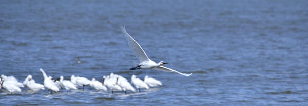 Lepelaars bij Westerplas