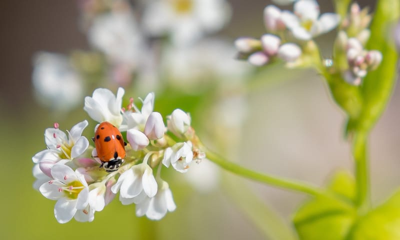 ruigtelieveheersbeestje op boekweit tijdelijke akkers