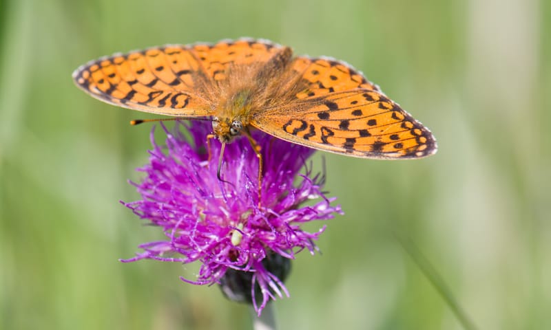 Duinparelmoervlinder