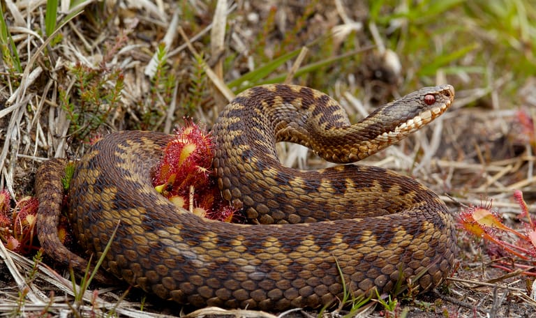 Adder op de heide