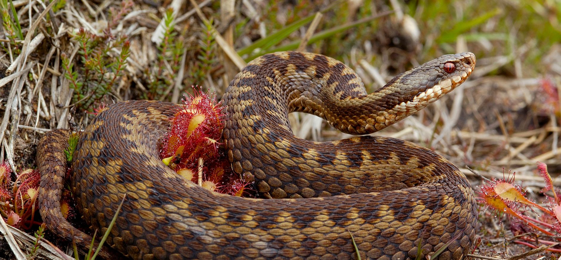 Adder op de heide
