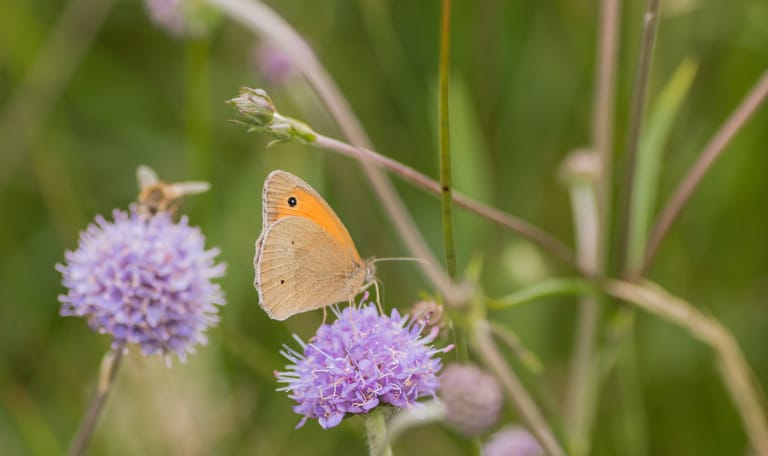 Bruin zandoogje op blauwe knoop in blauwgrasland