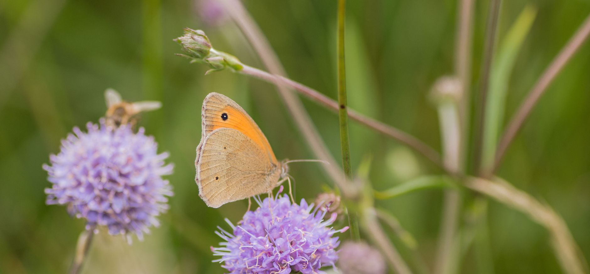 Bruin zandoogje op blauwe knoop in blauwgrasland