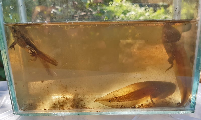 Dikkoppen knoflookpad in accubak Voorstonden