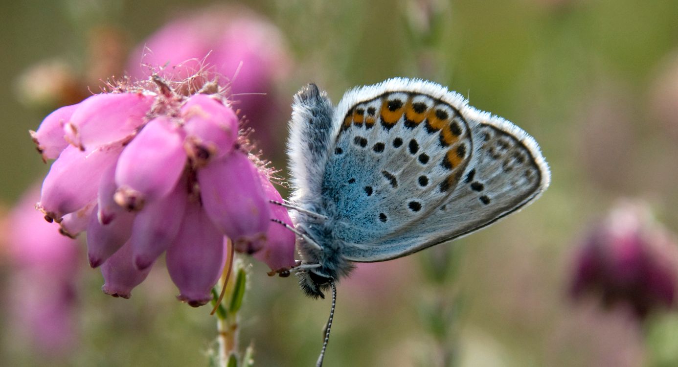 Heideblauwtje op dopheide