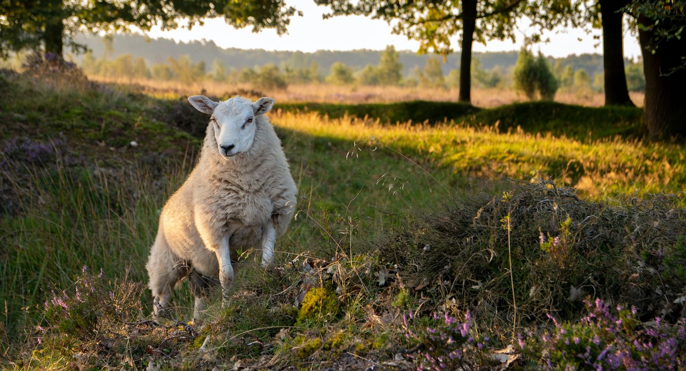 Drents heideschaap op het Dwingelderveld