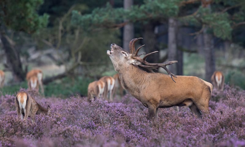 Edelhert burlen op de heide